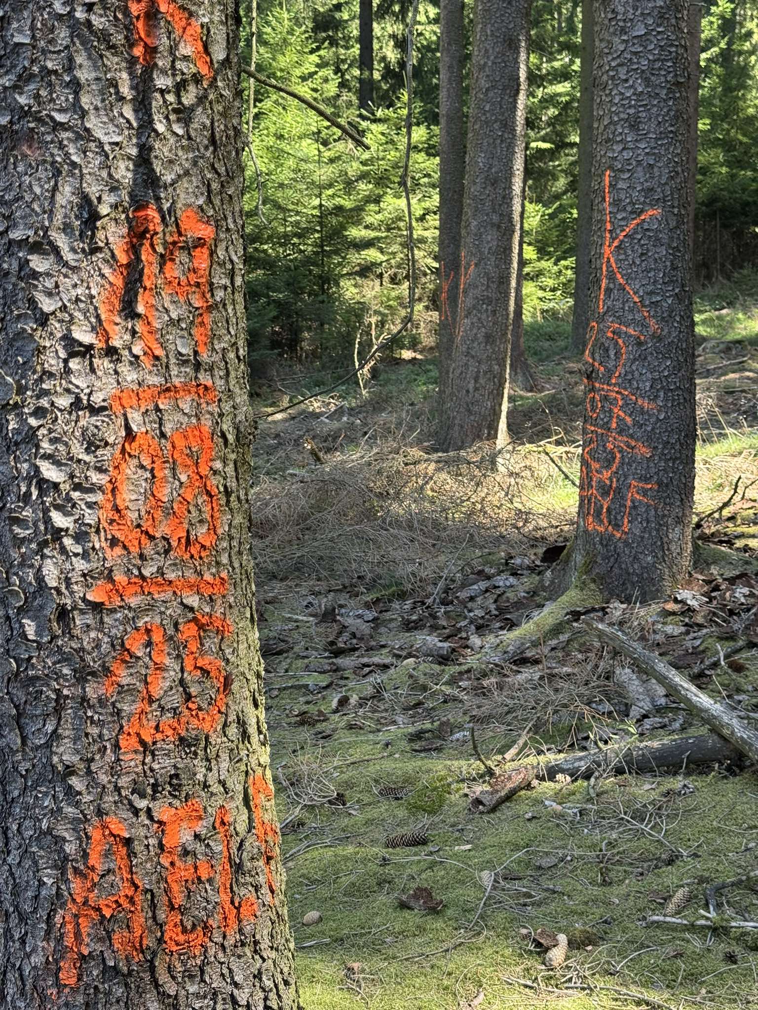 Pozdní zásah — kůrovec se rozšířil do okolních stromů, Saison 2025